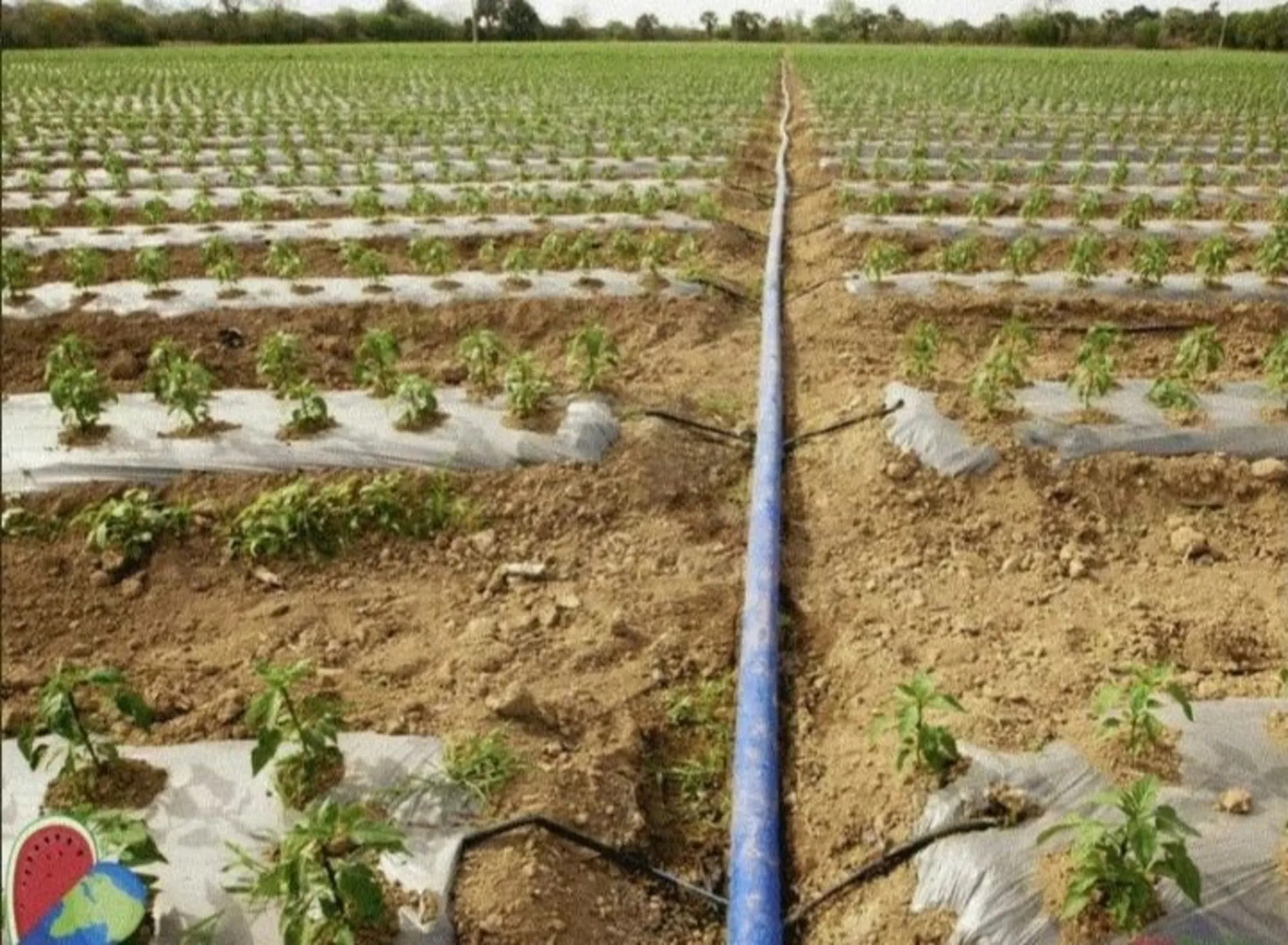 Лайфлет/ шланги по оптовым ценам (7 / 7)