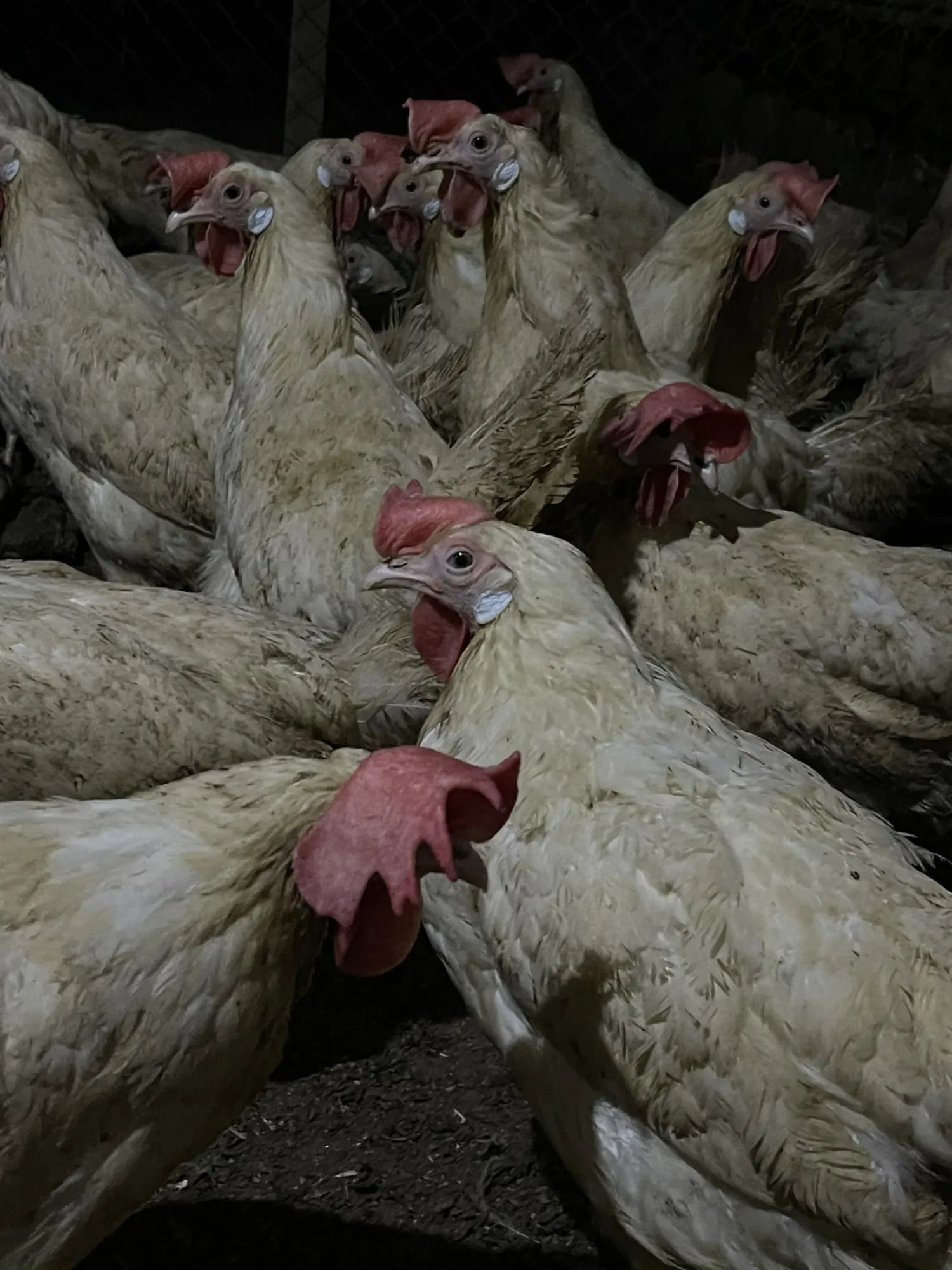 Куры несушки (1 / 5)