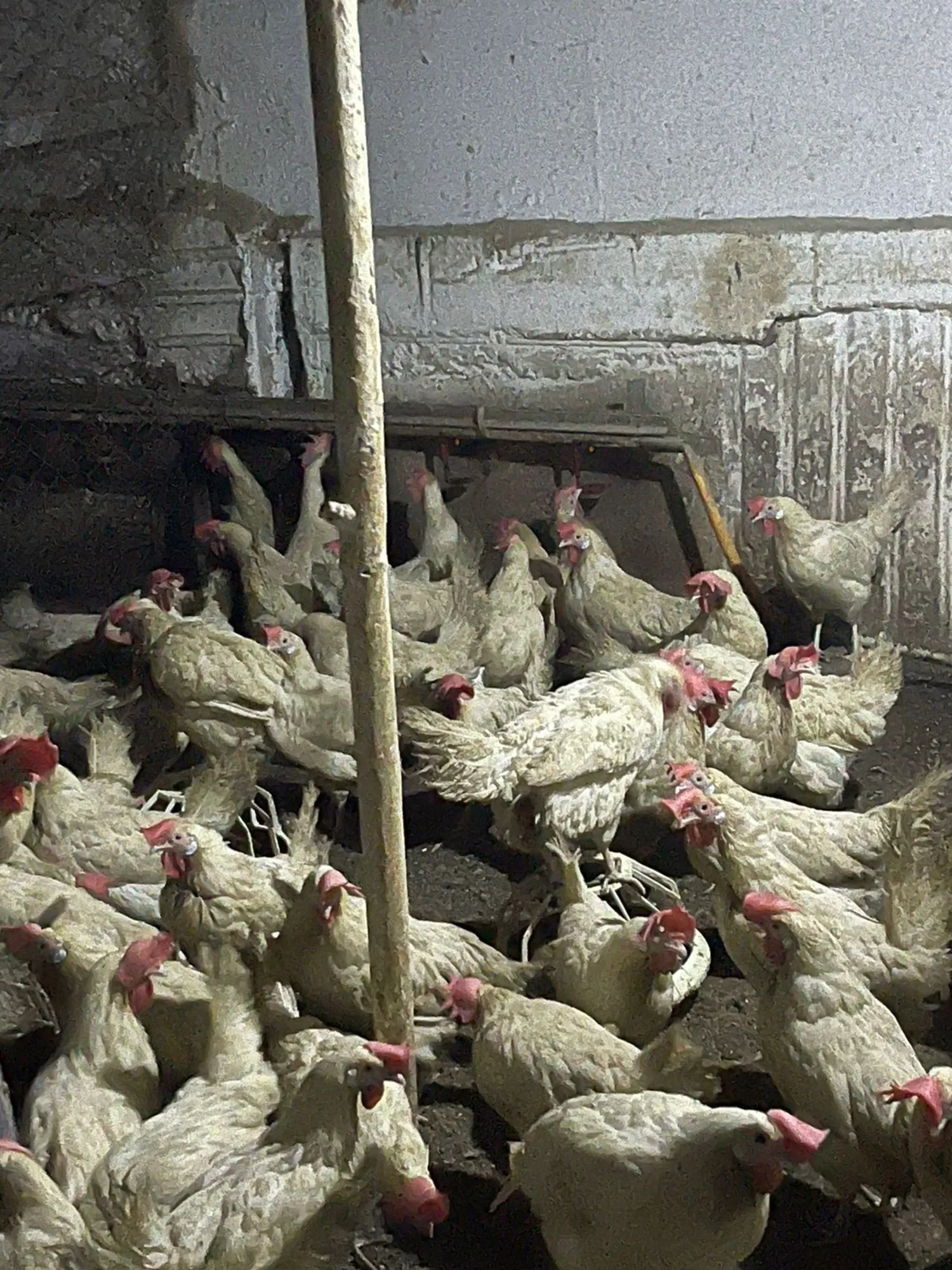 Куры несушки (3 / 5)