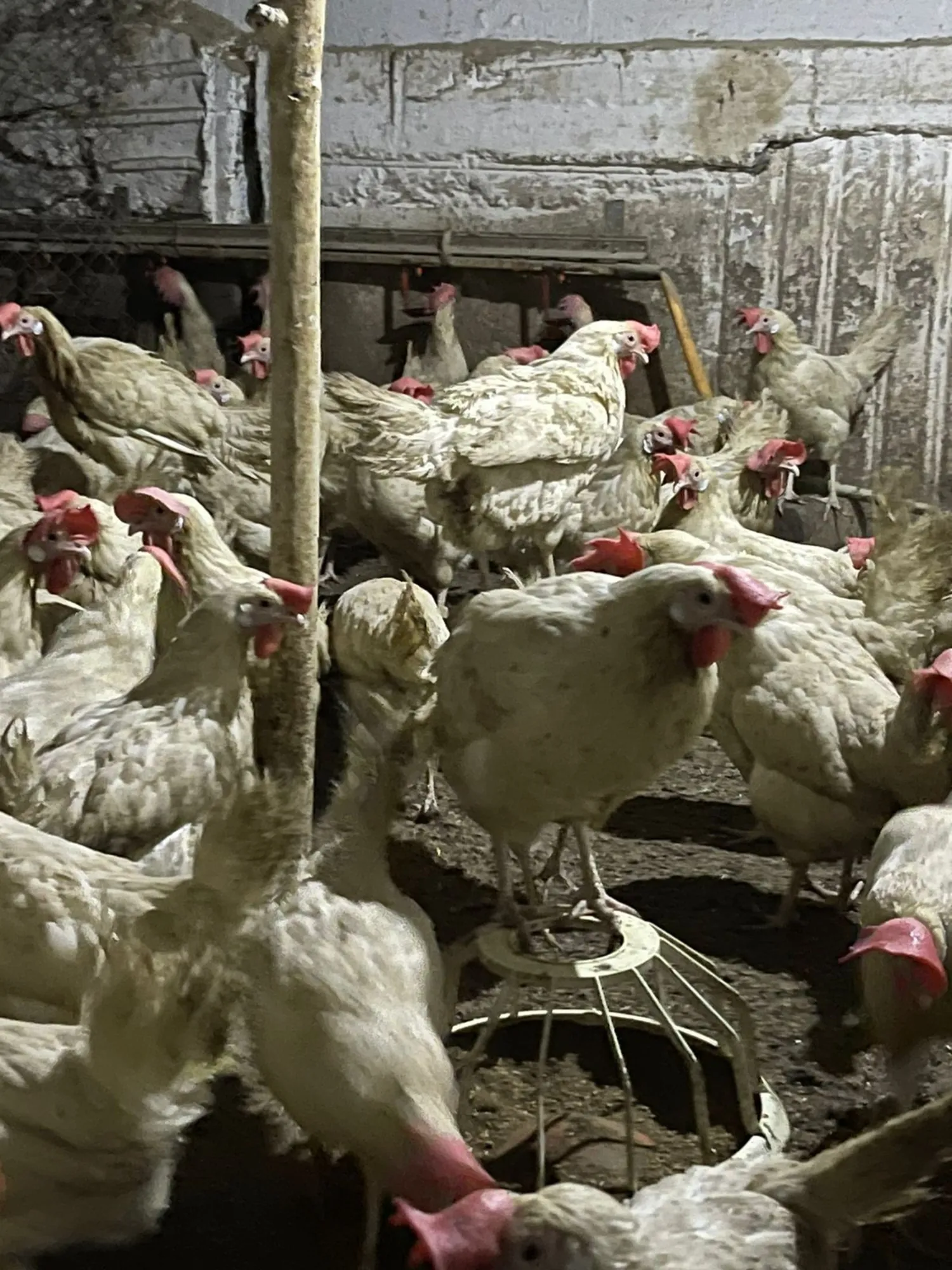 Куры несушки (4 / 5)