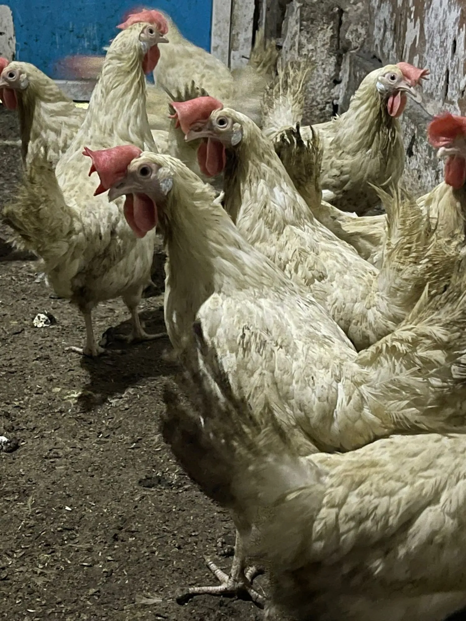 Куры несушки (5 / 5)