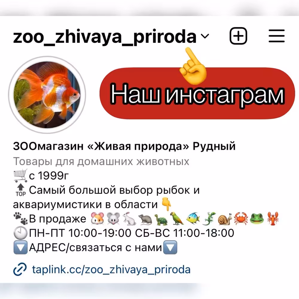 Декоративные кролики, (карликовые) в зоомагазине «ЖИВАЯ ПРИРОДА» (8 / 8)