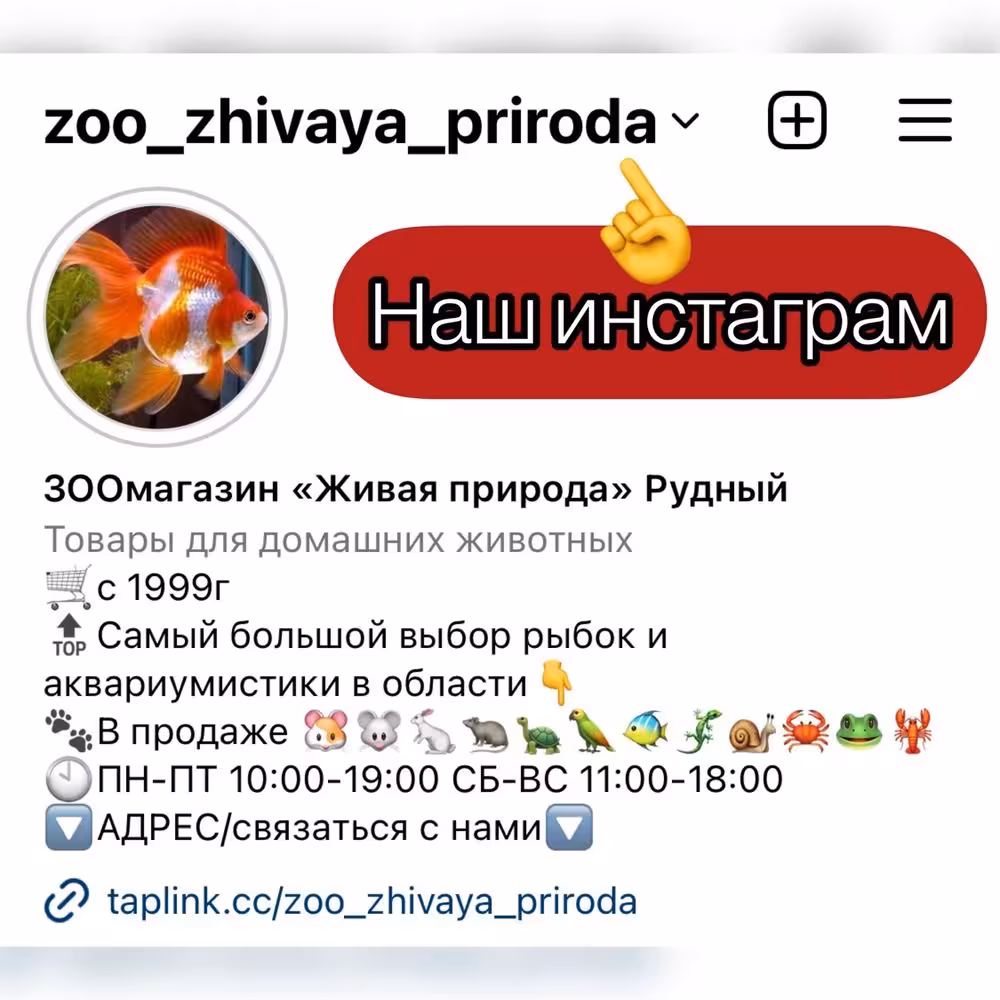 Морские свинки в ЗООмагазине «Живая природа» (8 / 8)