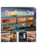 Брудер для цыплят Ц70