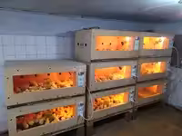 Брудер для цыплят Ц70