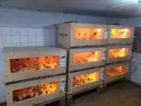 Брудер для цыплят Ц70