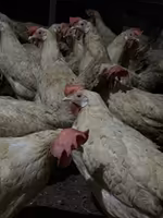 Куры несушки