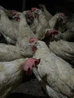 Куры несушки