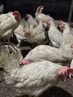 Куры несушки