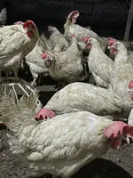 Куры несушки