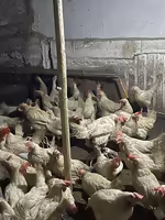 Куры несушки