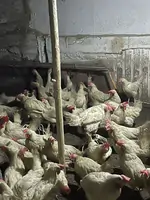 Куры несушки