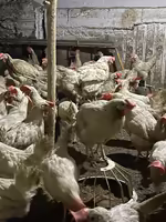 Куры несушки