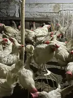 Куры несушки