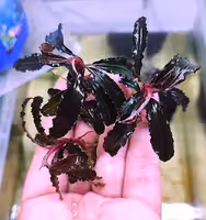 Экзотические аквариумные растения, мхи, кладофора