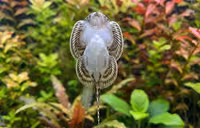 Скаты-очаровашки, Гастромизон Оцеллатус