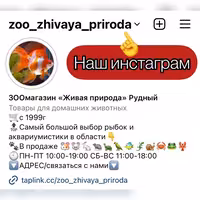 Морские свинки в ЗООмагазине «Живая природа»
