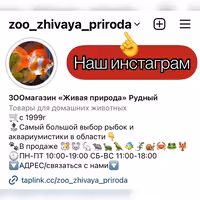 Черепахи красноухие малыши в зоомагазине «Живая Природа»